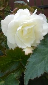 kwiaty 2016 022