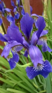 kwiaty 2016 026